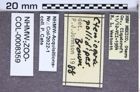 Etiketten zu Stropenron pallidipes (Brown, 1936) (NHMW-ZOO-COL-0008359)